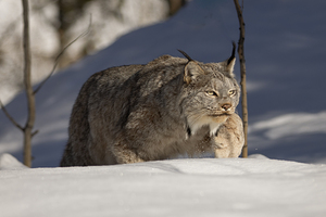 Stalking by Andrea Belcher
