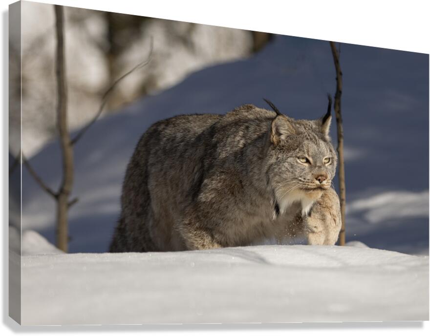 Stalking Canvas Print