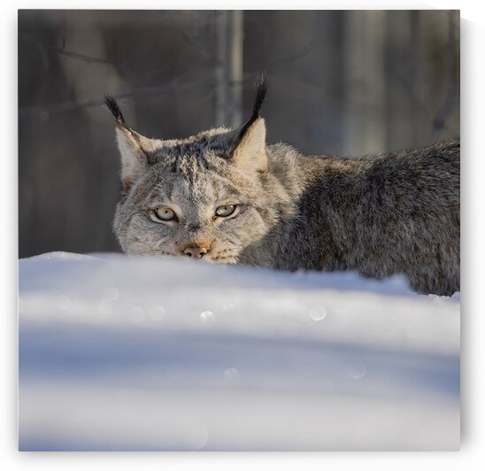 Glint In The Eye by Andrea Belcher