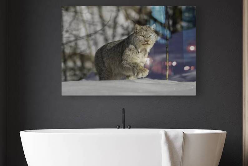 Yukon Lynx by Andrea Belcher