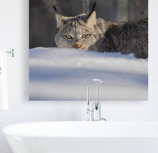 Glint In The Eye by Andrea Belcher